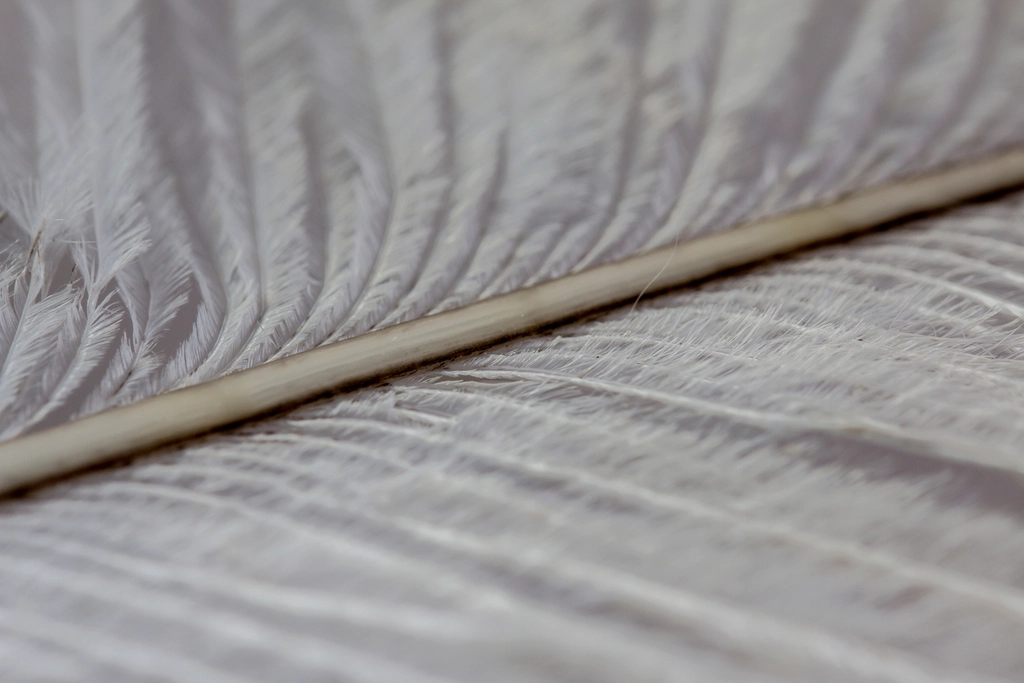 Plume blanche, un signe d'un défunt qui cherche à communiquer